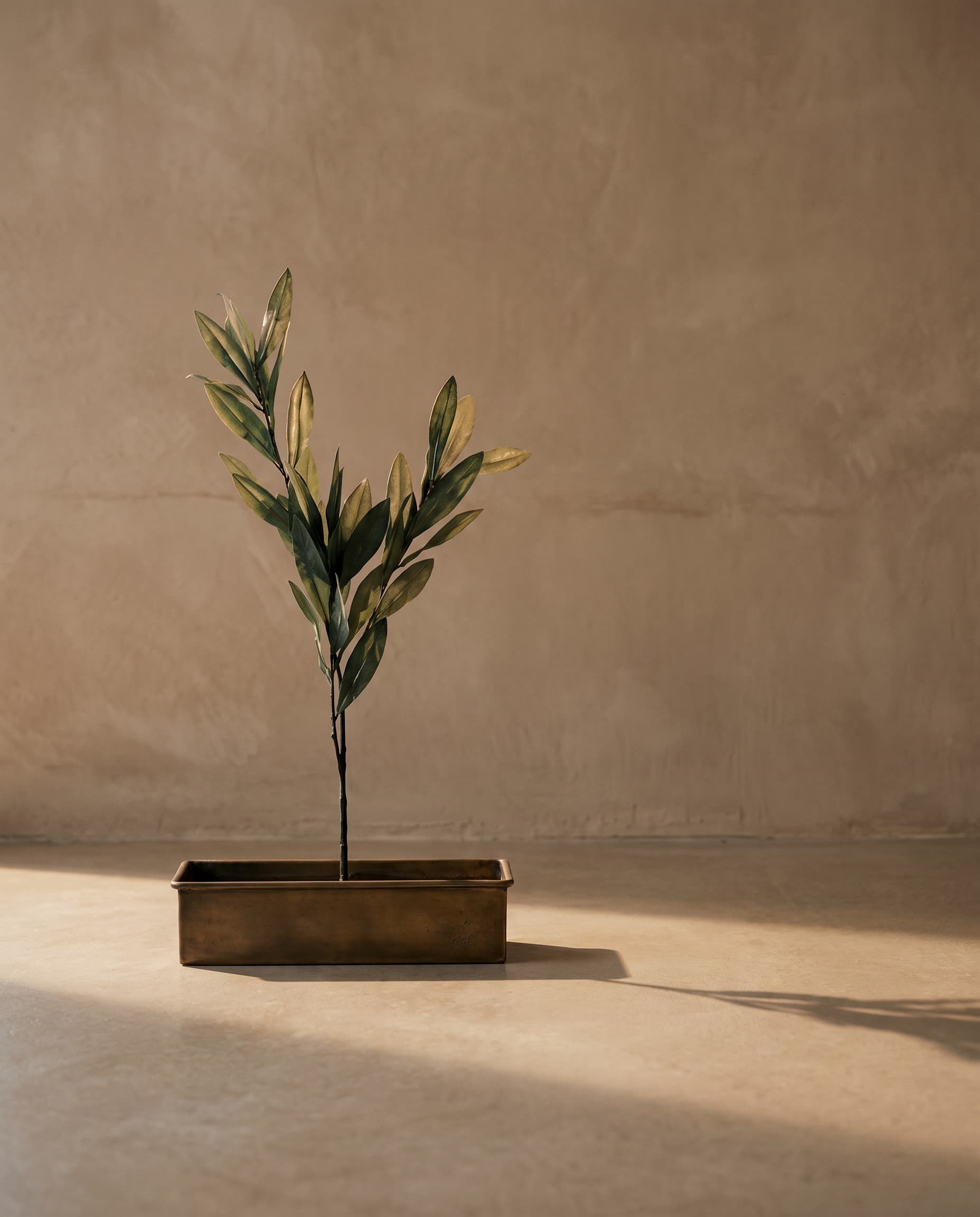 The Olive branch · 70cm