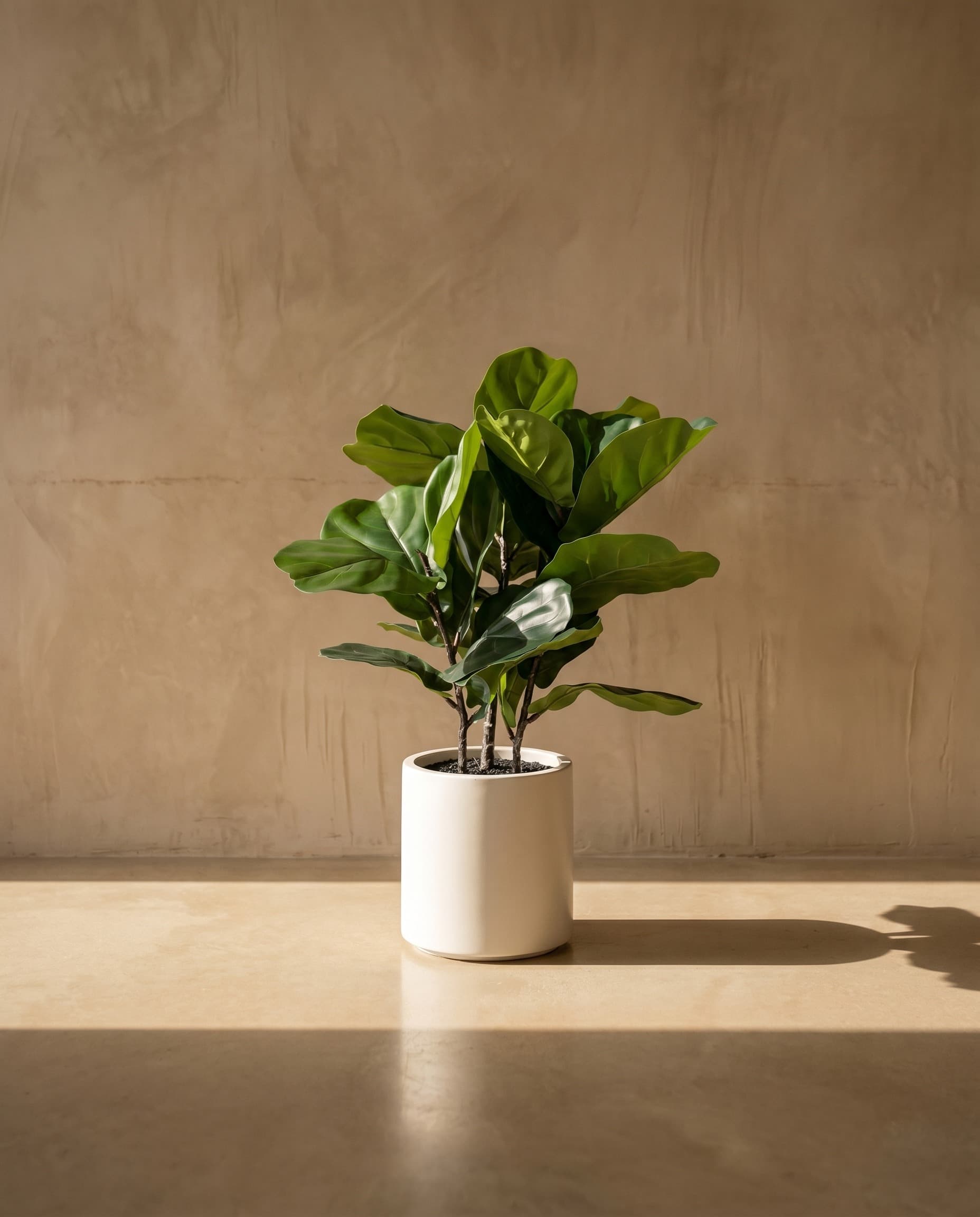 The Lirata · 80cm
