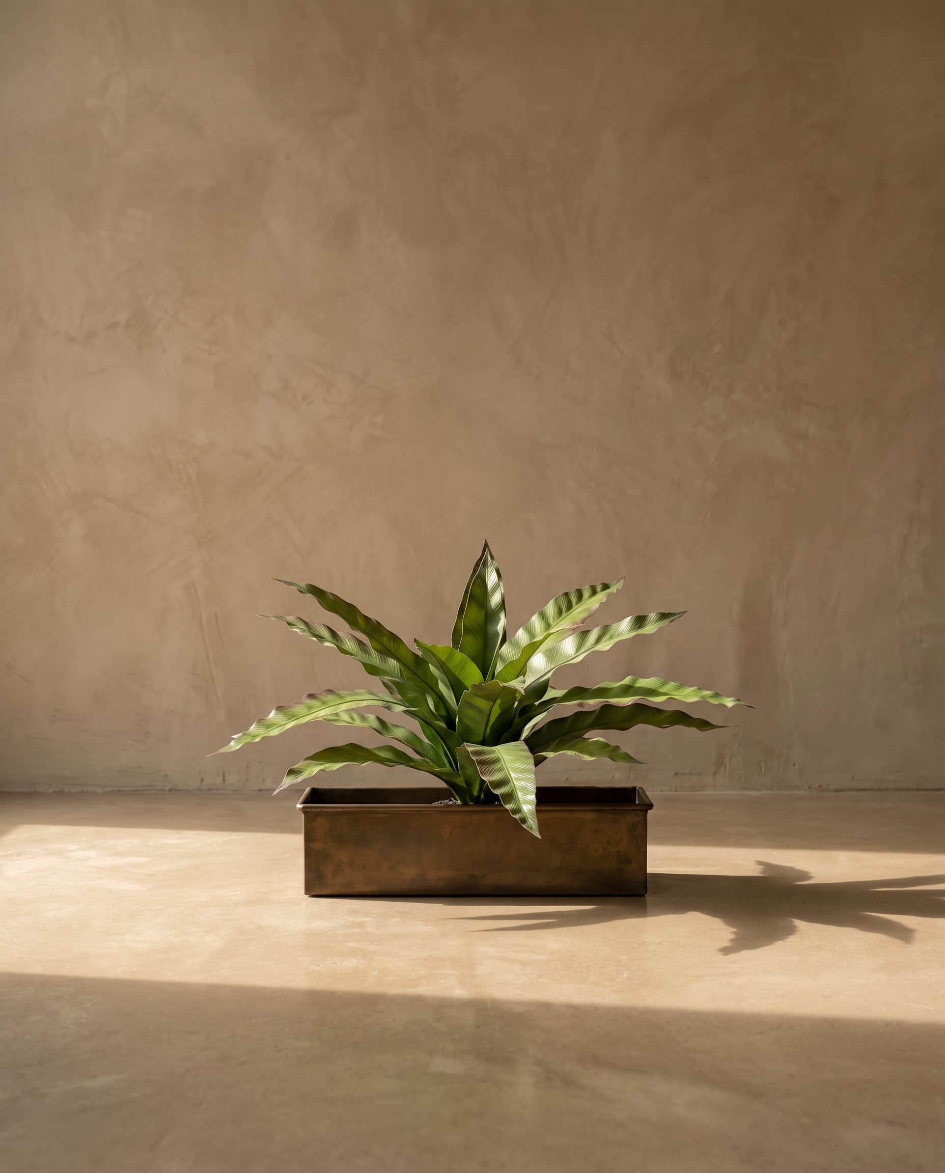 The Asplenium Bush 15 Leaves