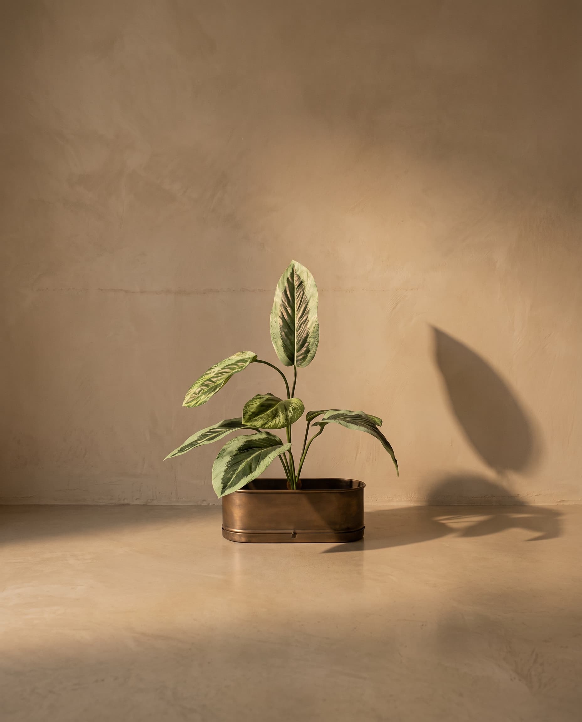 The Aglaonema bush of 7 leaves