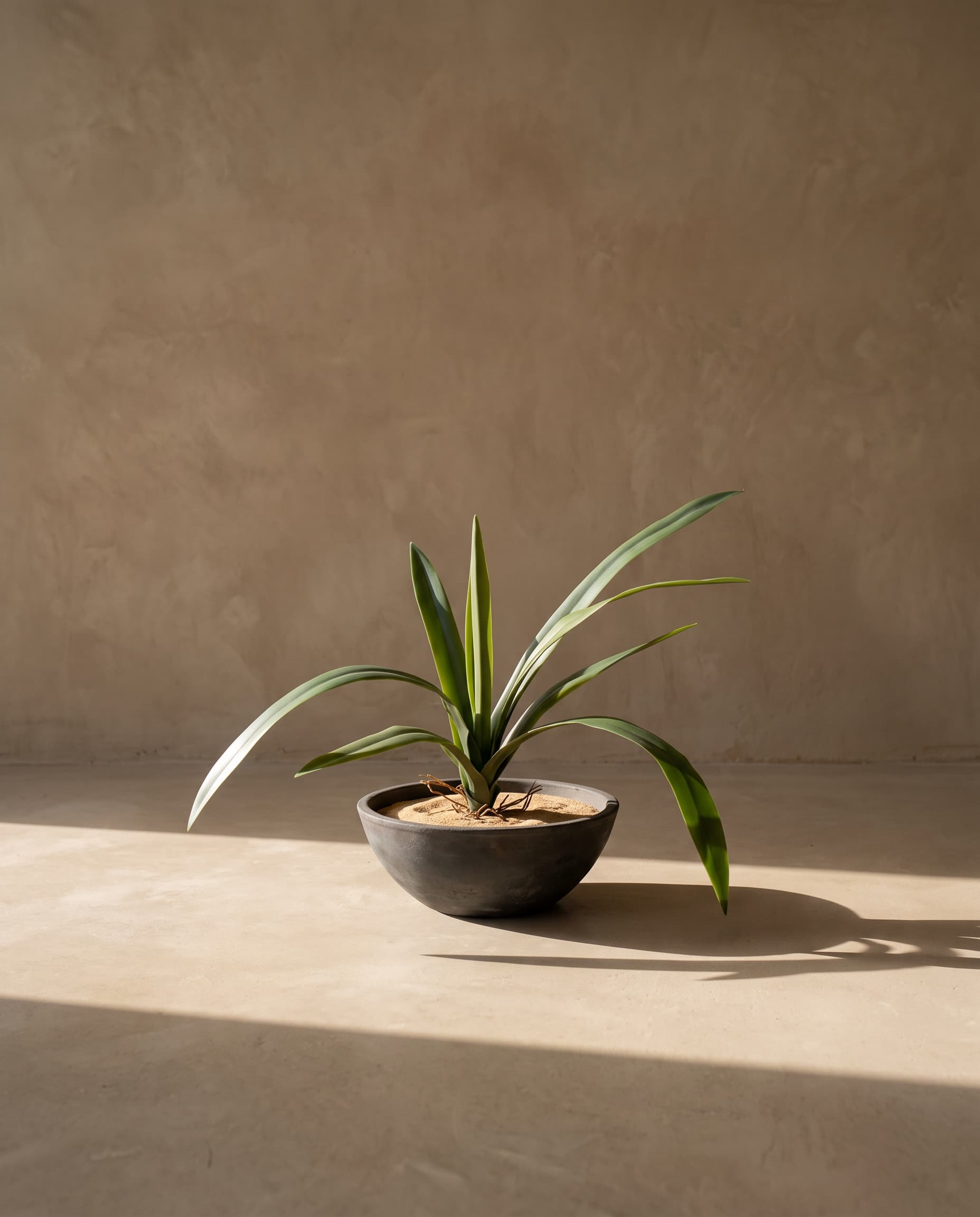 The Yucca