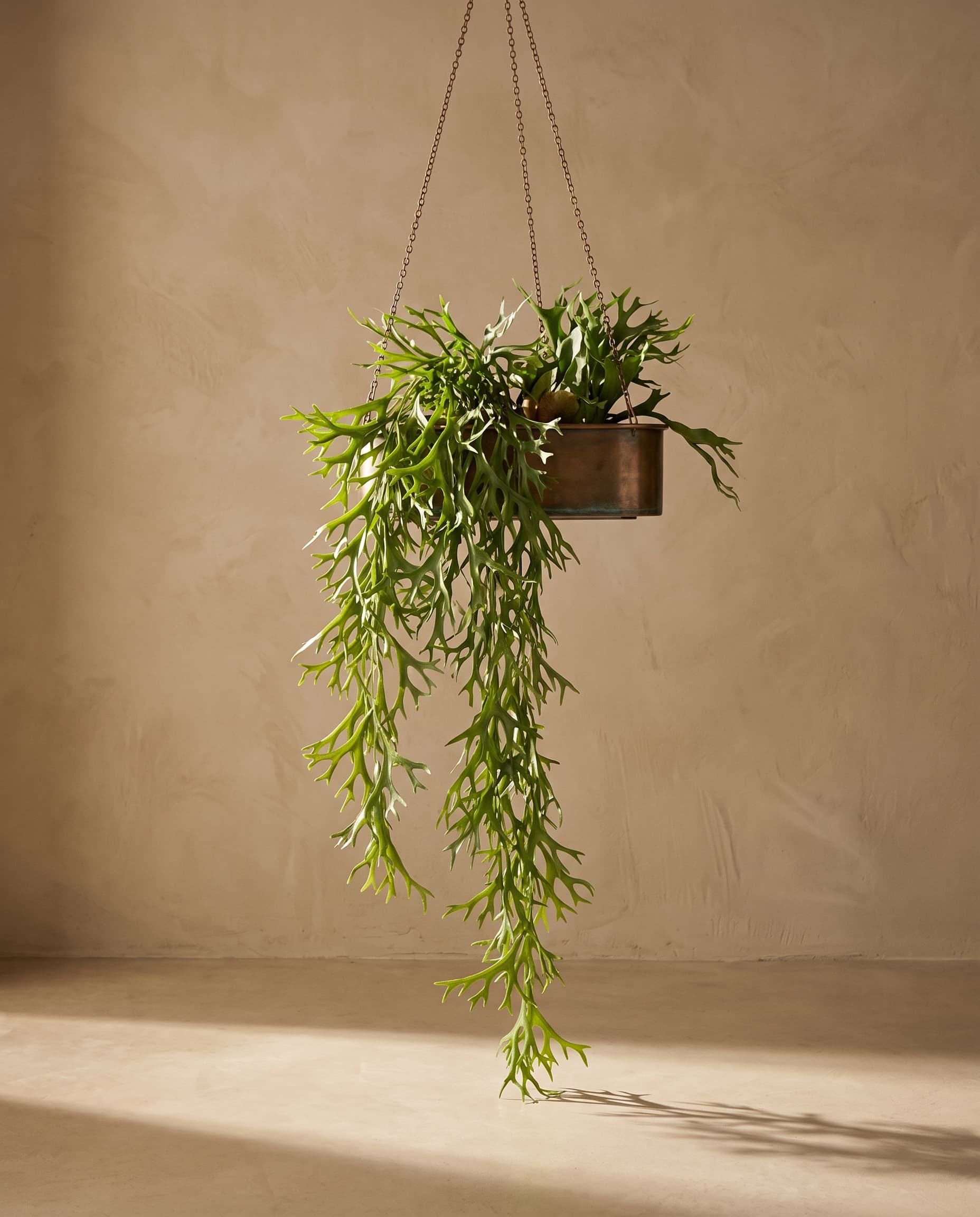 The Pyrrosia longifolia Staghorn fern hanging plant (Platycerium)