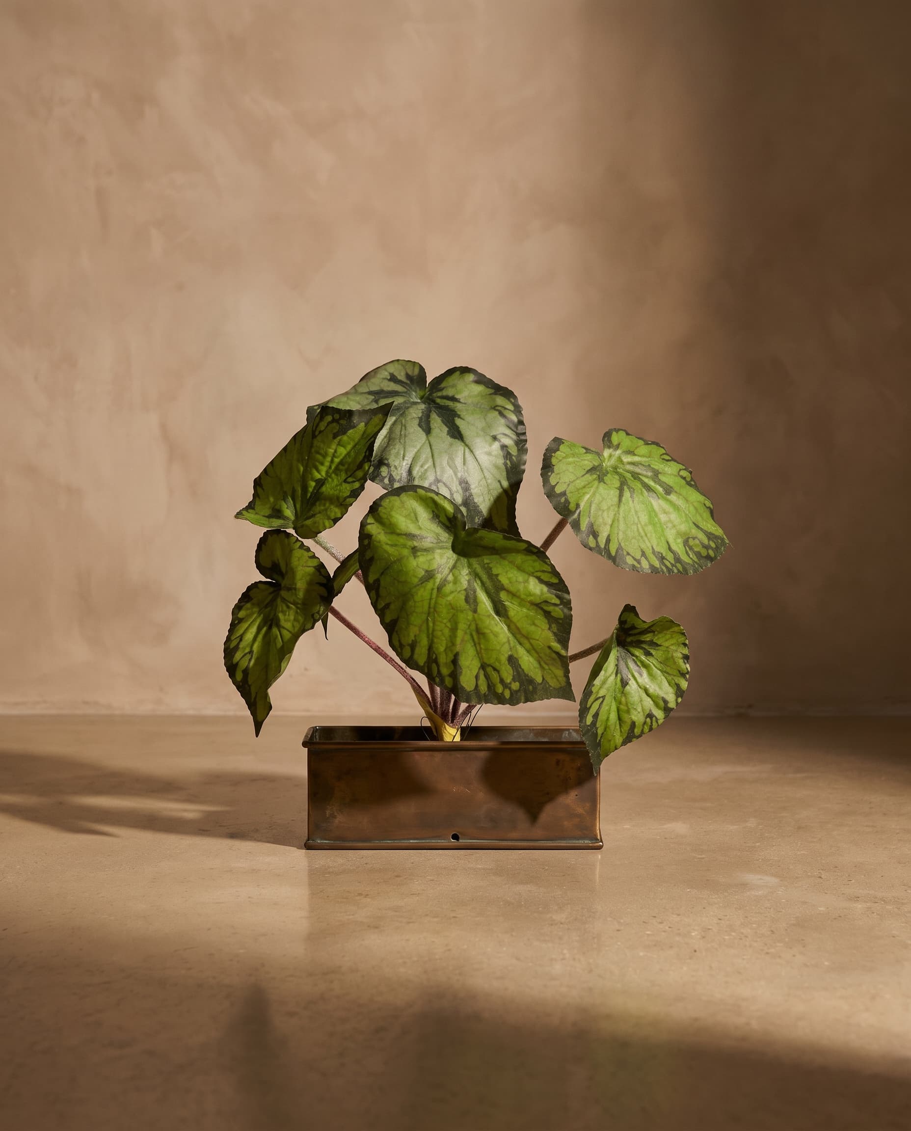 The Begonia large