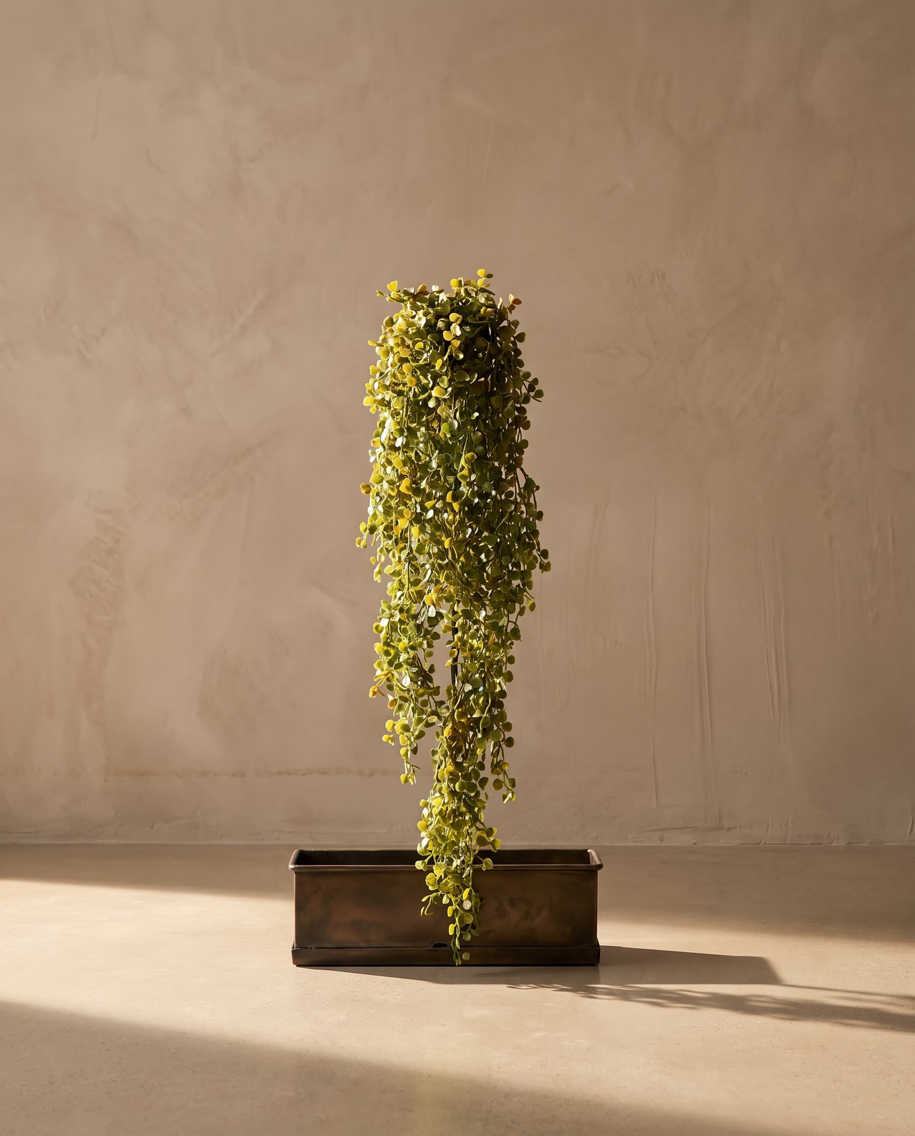 The Clover hanging plant