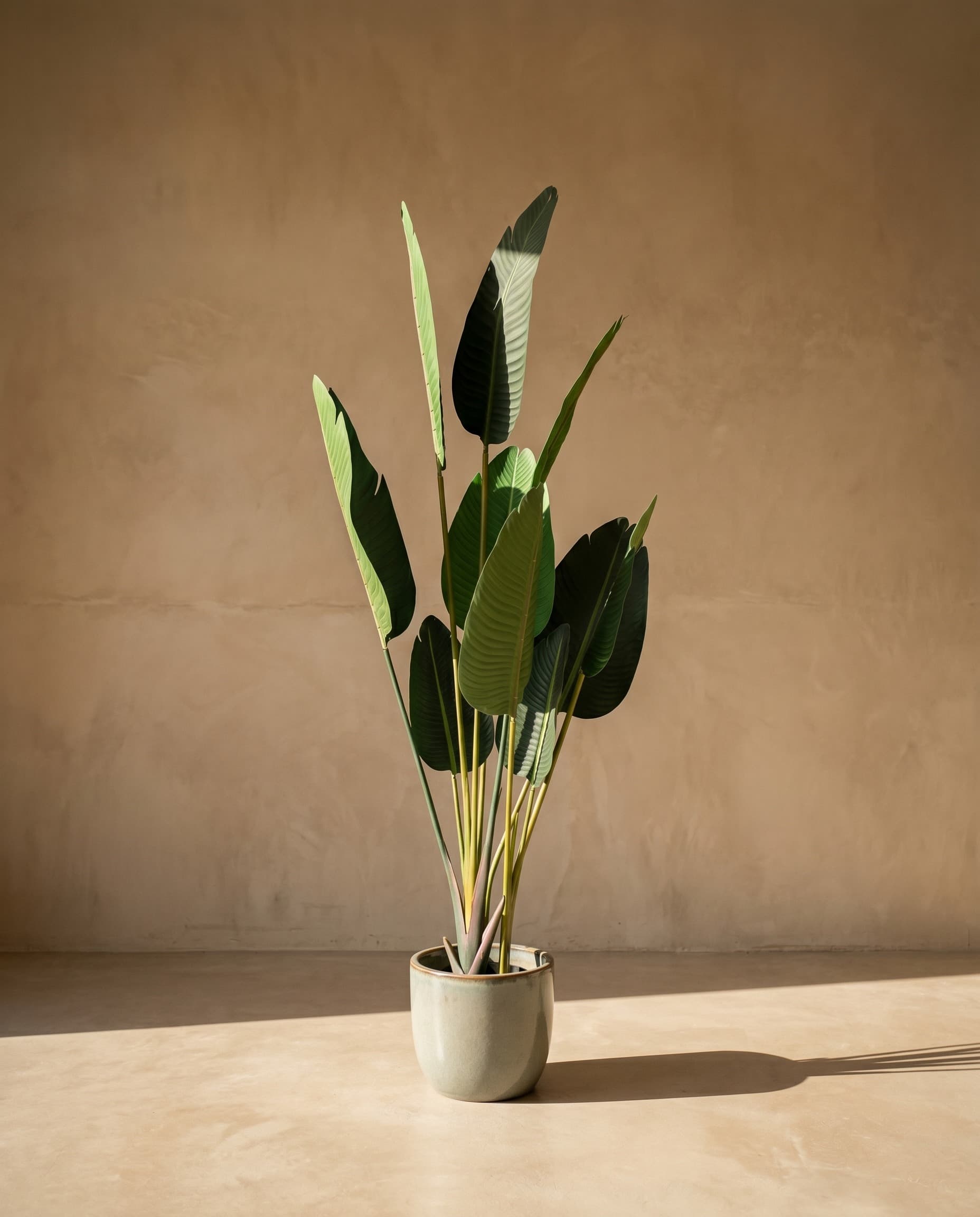 The Strelitzia Nicolai · 1.6m — The Sculptures
